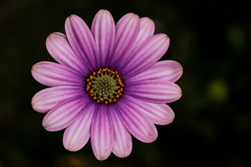 Obraz premium オステオスペルマム