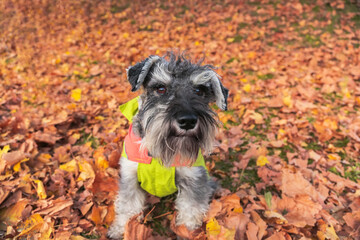Portrait of beautiful schnauzer dog wearing rain coat in the autumn park. Dog on the autumn yellow leaves.