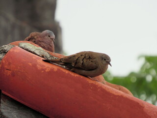 bird known as Common Ground-Dove and its cub, perched on a red tile roof