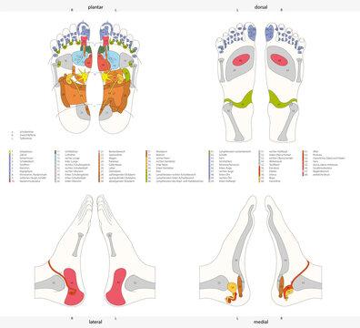 Infografik der Fußreflexzonen des Menschen mit deutscher Beschriftung