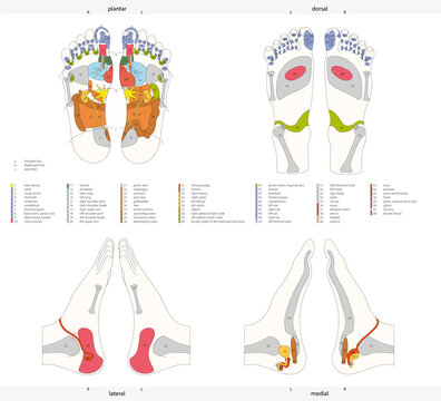 Foot reflex zones on the human body with english lettering