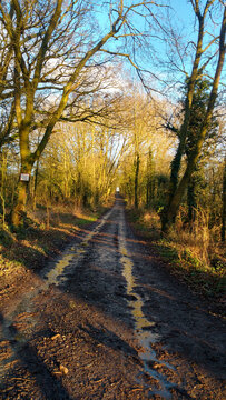 Long Muddy Tiretracks On Winter Pathway With Bright Trees Casting Shadows