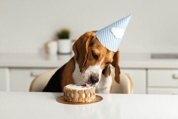 Birthday for a dog of breed beagle. Happy dog eats delicious cake and licks his tongue