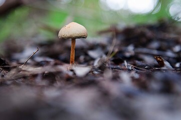 plantas naturaleza, paisaje paz