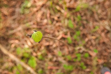 plantas naturaleza, paisaje paz