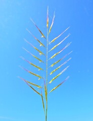 Plant (Vulpia alopecuros)