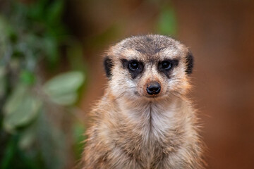 Meerkat Looking at You Straight On