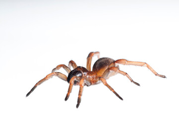Trapdoor spider (Nemesia sp.) on white background, Italy.