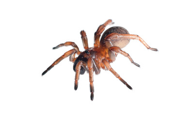 Trapdoor spider (Nemesia sp.) on white background, Italy.