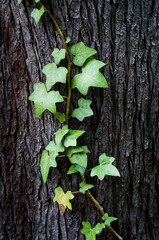 naturaleza, flores y plantas