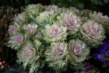 Beautiful composition of fresh cut decorative brassica oleracea or flowering kales in autumn garden...
