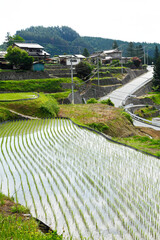 平林の棚田（富士川町）