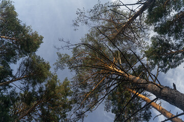 Pine trees bottom view, treetop view of a forest from the bottom