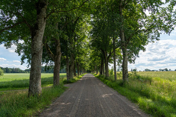 Fototapeta na wymiar Countryside road with beautiful trees on both sides