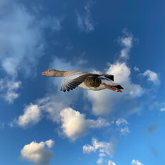 Greylag Goose Flying Across the Sky