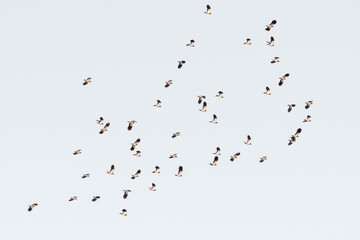A Flock of Lapwing's Flying Across the Sky
