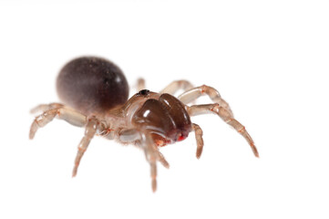 Purse web spider (Atypus affinis) on white background, Italy.