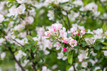 White-pink flowers in the form of a blooming apple tree. Orchard blossom, apple tree branch with flower and bud background nature