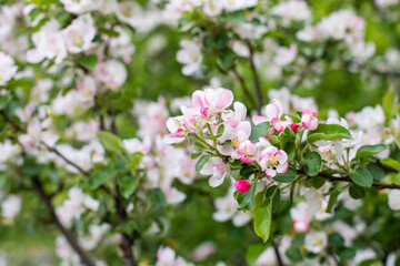 Obraz na płótnie Canvas White-pink flowers in the form of a blooming apple tree. Orchard blossom, apple tree branch with flower and bud background nature