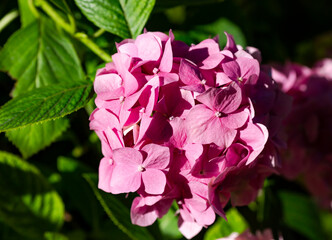 Fototapeta premium Pink Hydrangea Hydrangea macrophylla is illuminated by bright sunlight in the garden