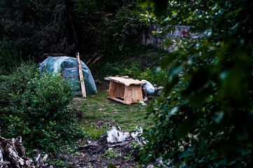 planta, vegetacion natural, fondo verde