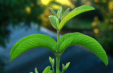 Guava leaf in blur background,guava leaf close up detail