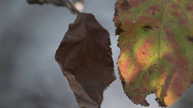 Autunno in 4K