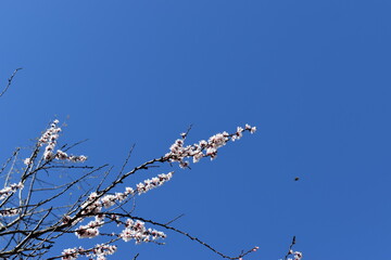 flowers on blue sky