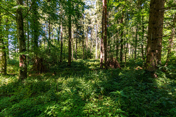Beautiful hike on the Klosterweiher Weg near Salem