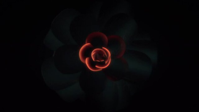 Opening 3D Red Flower. Long Blooming Petals. 3D Graphic Animation Isolated On Black Space. 4K Animated Background Loop