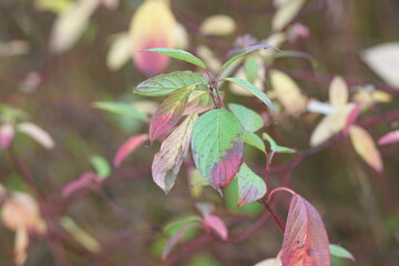 Autumn like colored detail of leafs of a bush standing inside a garden