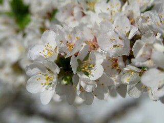 Beautiful spring color of cherry trees