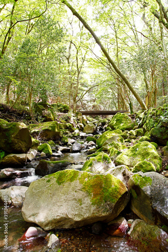 蛇骨川 箱根町 Wall Mural Wallpaper Murals Wallsheaven Paylessimages