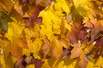 autumn leaves background