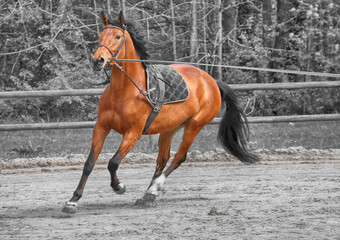entrainement d'un cheval de course