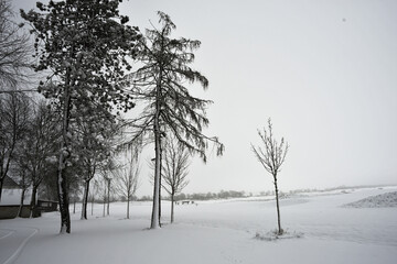 Winter landscape with trees and snow-covered meadows