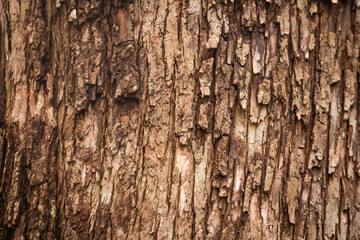 Tree bark close up texture background