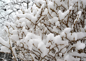 Branches of forsion covered with snow. Winter
