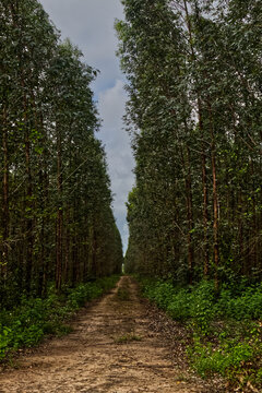 Floresta de eucaliptos para a ind&uacute;stria de celulose em Alagoinhas