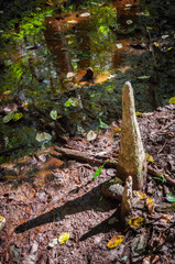 Congaree National Park