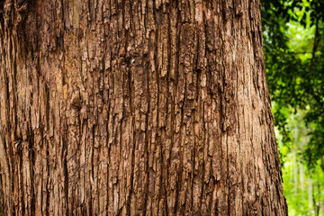 Obraz premium Tree bark close up texture background