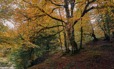 Fototapeta premium Colorful forest in autumn in the Irati jungle. Colorful forest in autumn. Colorful beech and fir forest in autumn