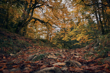 Colorful forest in autumn in the Irati jungle. Colorful forest in autumn. Colorful beech and fir forest in autumn