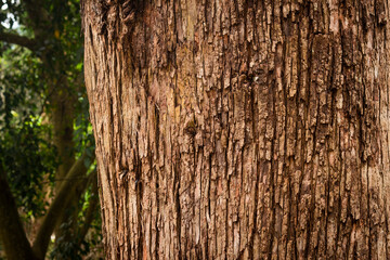 Tree bark close up texture background
