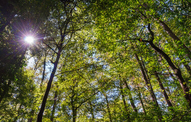 Congaree National Park