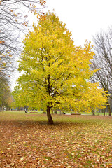 Autumn tree of tree hazelnut (bear nut) (Corylus colurna L.)