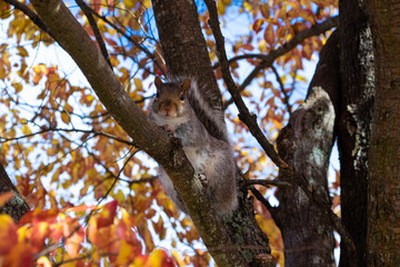 cute squirrel in autumn