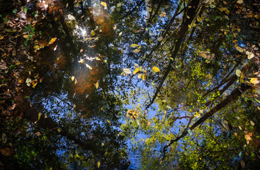 Fototapeta premium Congaree National Park