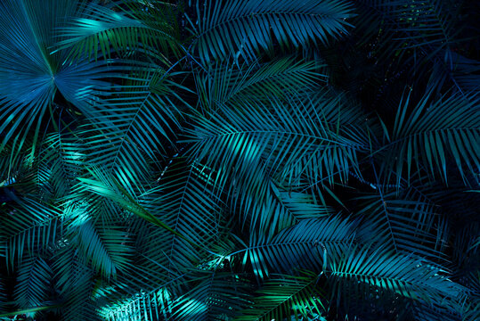 Green dark toned image of tropical bush foliage - ideal for trendy wall canvas decoration ( cinematic color grading)