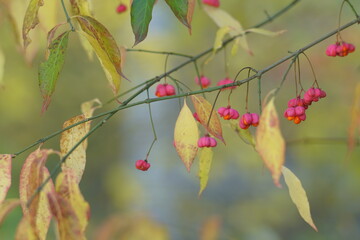 Autumn like colored detail of leafs of a bush standing inside a garden with red berries